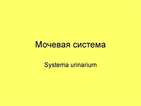 Мочевая система - презентация онлайн