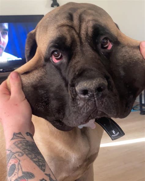 355 best English Mastiff images on Pholder | Mastiff, Aww and Dogpictures