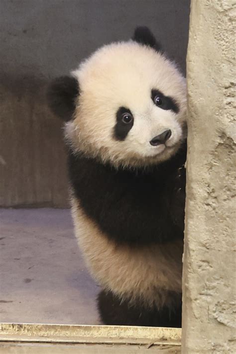 Panda twins come out to meet adoring public - Samsung C&T Newsroom