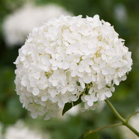 GardenersDream Hydrangea Annabelle Flower Plant - Outdoor Garden Ready