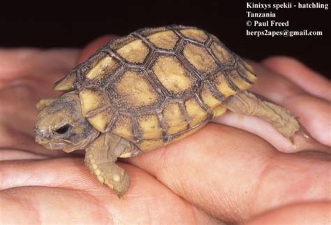kinixys spekii  reptile