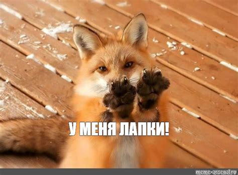 Создать мем "лисички животные, лисья лапа, лиса лиса" - Картинки - Meme ...