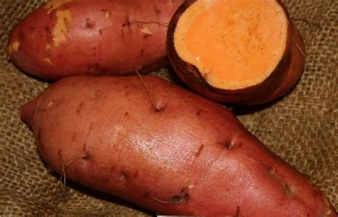 Купить семена Батат или Сладкий картофель Sweet Potato Beauregard в ...
