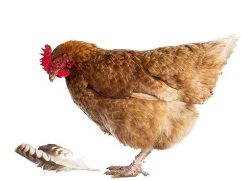 6 Reasons Why Your Chickens Eat Their Feathers – And How To Stop It ...