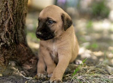 Premium Photo | Kangal puppy