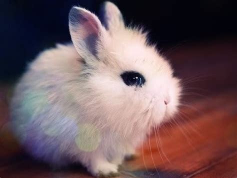 Webstories - Os 7 Animais Mais Lindos E Fofos Do Mundo!!