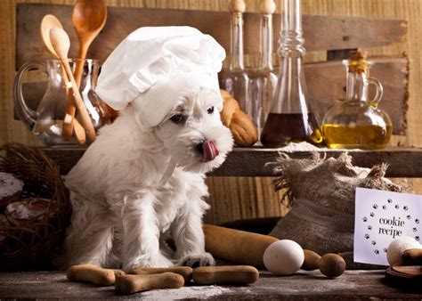 Какие особенности пищеварения у собаки? Petstory