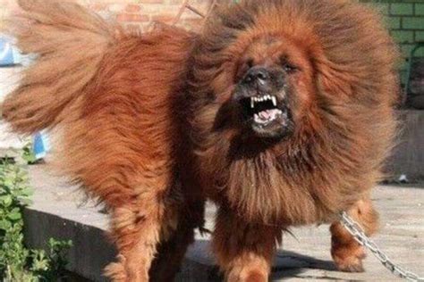 Tibetan Mastiff Bite Force Psi: How Strong Are They?