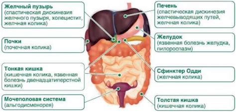 Спазмы в желудке: причины, проявления, диагностика, лечение,