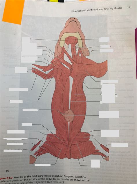 Fetal Pig Muscles Diagram | Quizlet