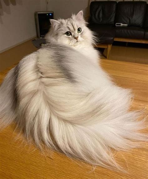 29 Cutest Cats In The World: Purr-fect List For Whiskered Wonder nel 2024
