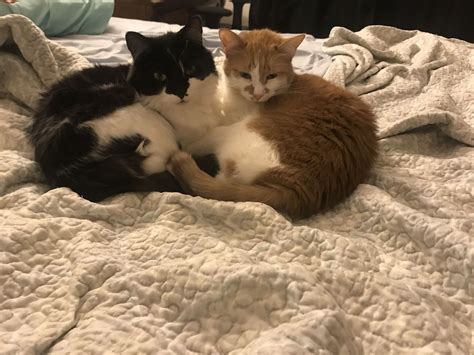 Can Cats Have Girlfriends at Sandra Raines blog