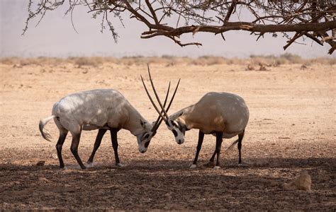 Sharjah Safari Park | Wildlife Explored