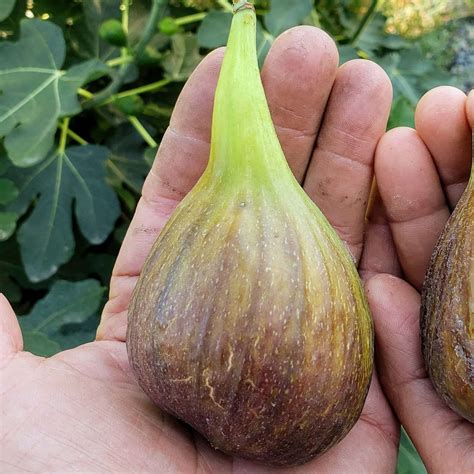 olympian fig tree 3