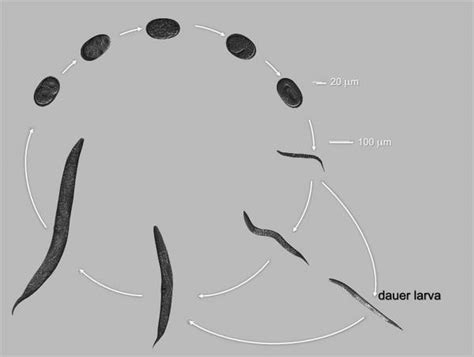 evolution  dauer formation