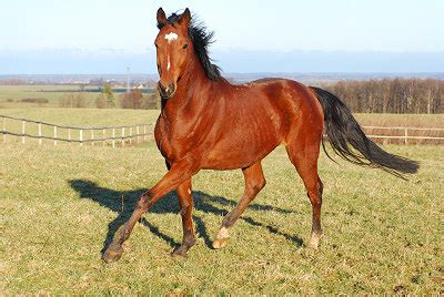 anatomy   horse