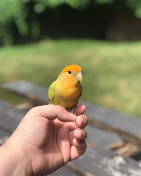 best lovebird not eating safely 1