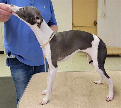 Italian Greyhound Puppies For Sale In Florida