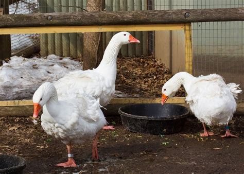 Sebastopol Goose: All You Need to Know - The Happy Chicken Coop