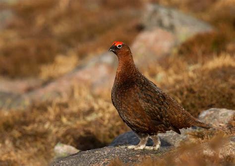 Grouse definition and meaning | Collins English Dictionary