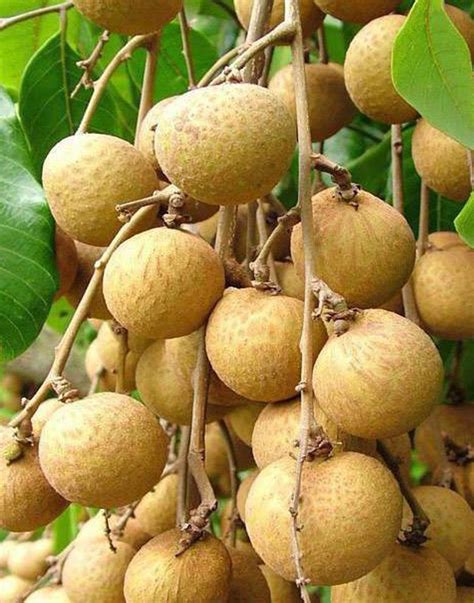 Calcium Boron Plus