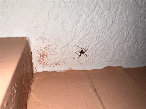 Found in house in Kansas : r/spiders