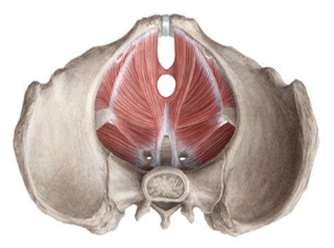 pelvic floor muscles  levator ani diagram quizlet