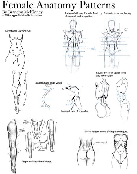 Anime Female Anatomy Female Anatomy Patterns Snigom On Deviantart ...