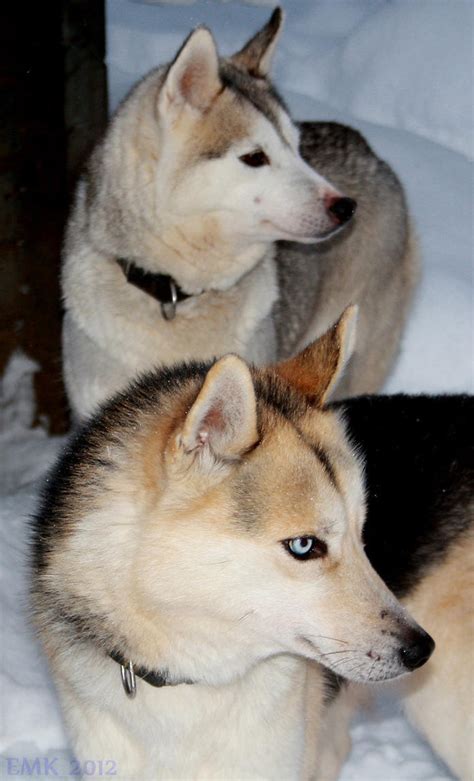 Siberian Beauty by Elkenar on DeviantArt