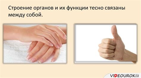 Науки об организме человека - презентация онлайн