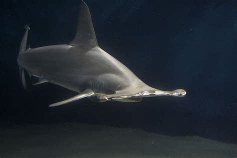 Hammerhead shark | 水族館で見たとは初めて見たシュモクザメ。 かなり興奮してしまいました。 | su neko | Flickr