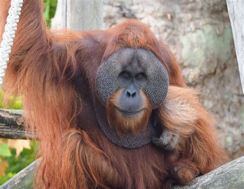 Male Sumatran orangutan (Pongo abelii), 2022-09-15 - ZooChat