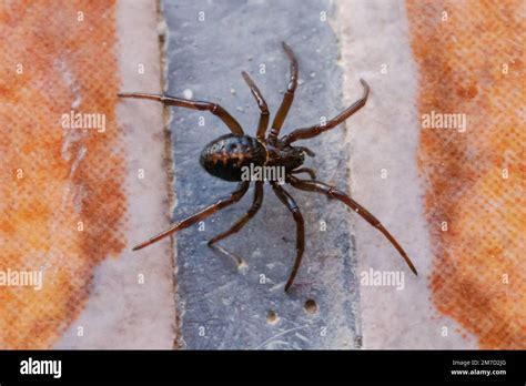 Steatoda paykulliana, Mediterranean False Black Widow Spider Stock ...