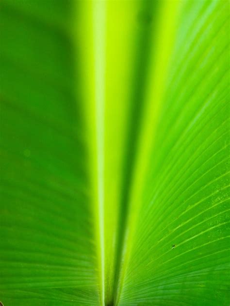 banana leaf background close   stock photo  vecteezy