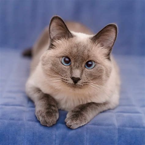 Lilac Point Siamese Cats: 3 Interesting Facts