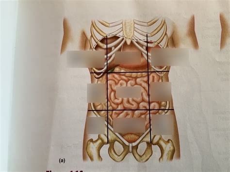 Abdominal Regions Diagram | Quizlet