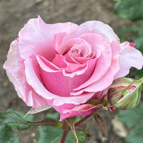 Hazel Rose | Mauve/Pink Floribunda Rose | Style Roses