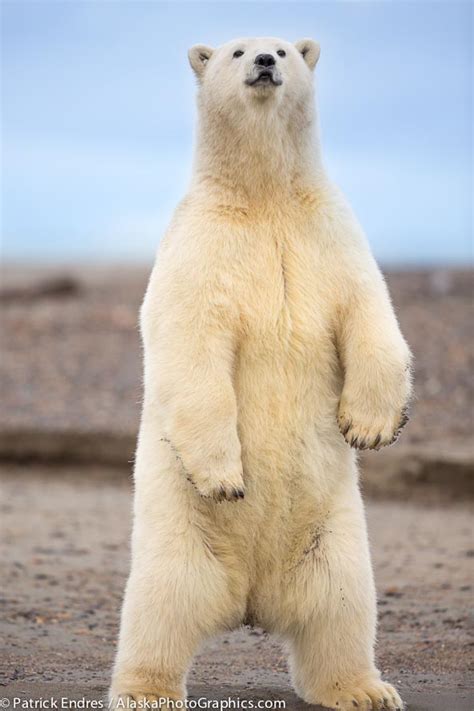 Polar Bear Standing Height
