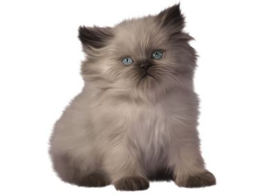 Kitten PNG Transparent Image - Freepngdesign.com