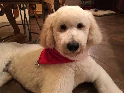 Love this cute Teddy Bear cut on Beau a standard poodle | Cute teddy