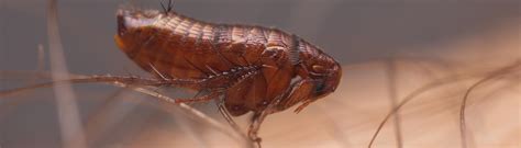 Fleas: How To Identify & Control A Flea Infestation