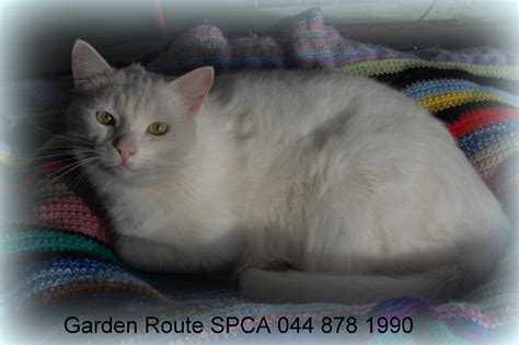 Nevada spca adoptions are reaching record numbers this holiday season 4