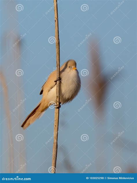 Bearded Reedling / Bearded Tit - Panurus Biarmicus, Female Stock Photo