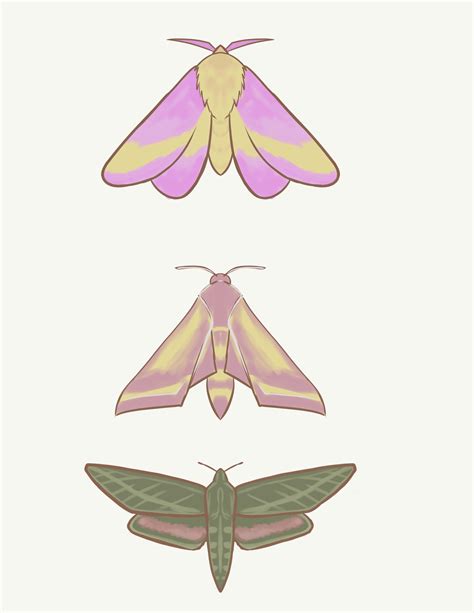 ArtStation - Moth collection 3