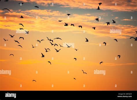 flying birds   sky
