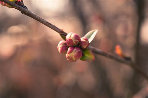 Flower Buds Spring Nature Close - Free photo on Pixabay - Pixabay