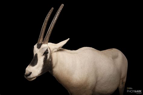 Photo Ark Home Arabian Oryx | National Geographic Society