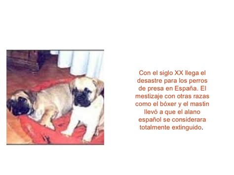 Clases de perros