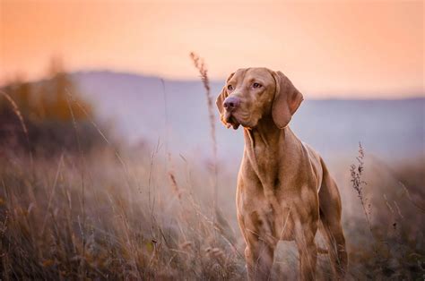 hypoallergenic dog breeds golden meadows