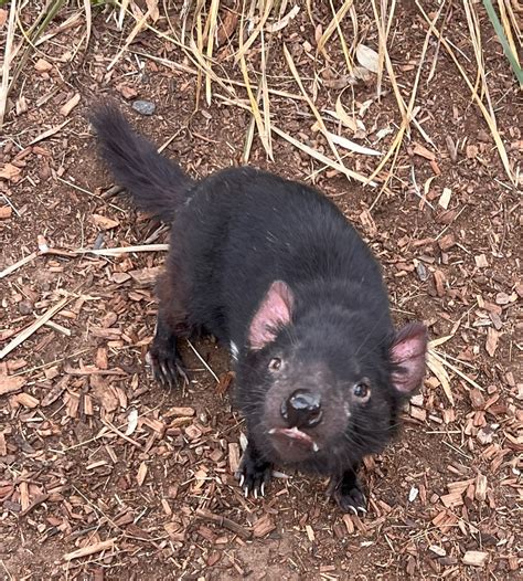 Tackling Transmissible Cancers: Innovations in Tasmanian Devil